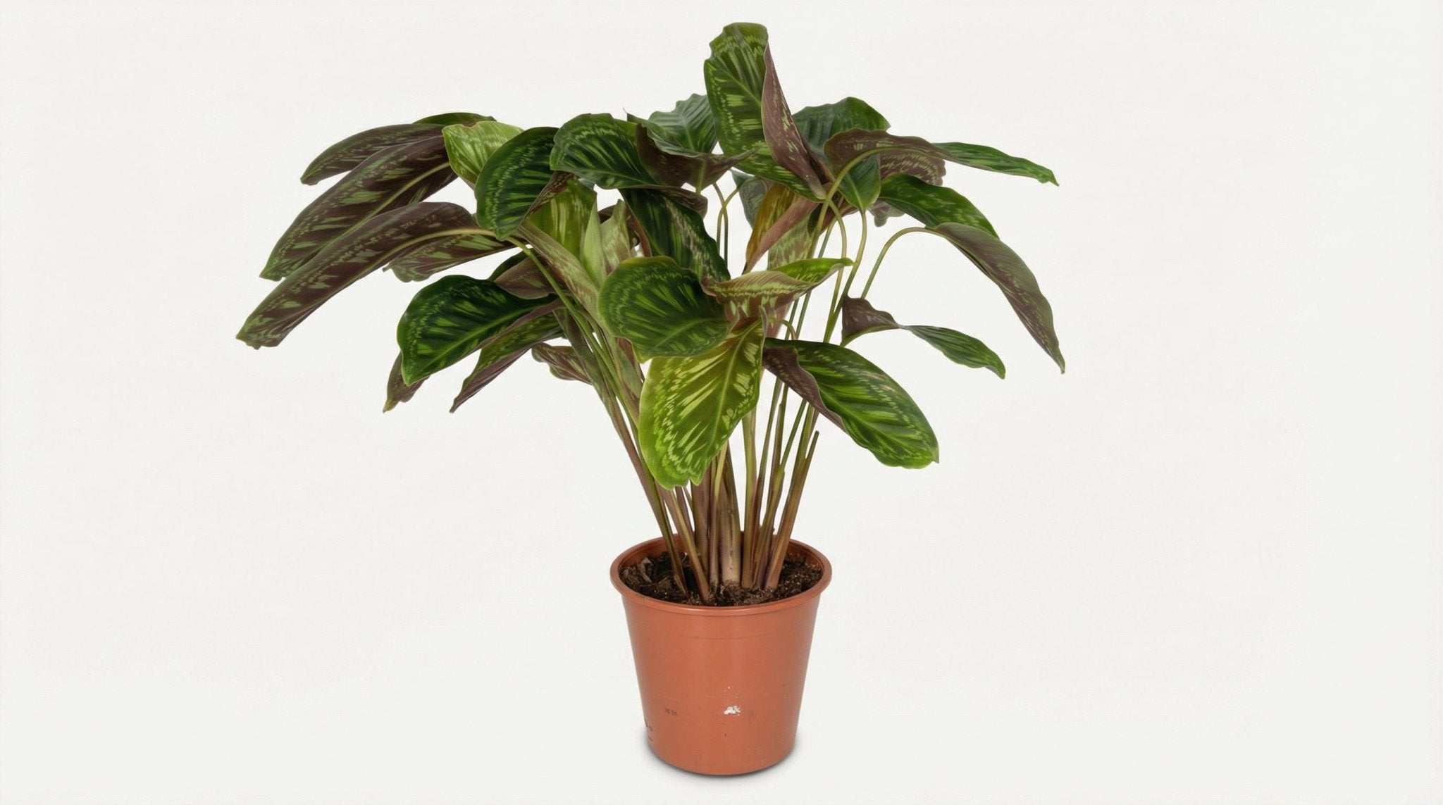 Calathea Flamestar Pauwenplant P 19 H 75 cm - 2780 - PlantenShop24