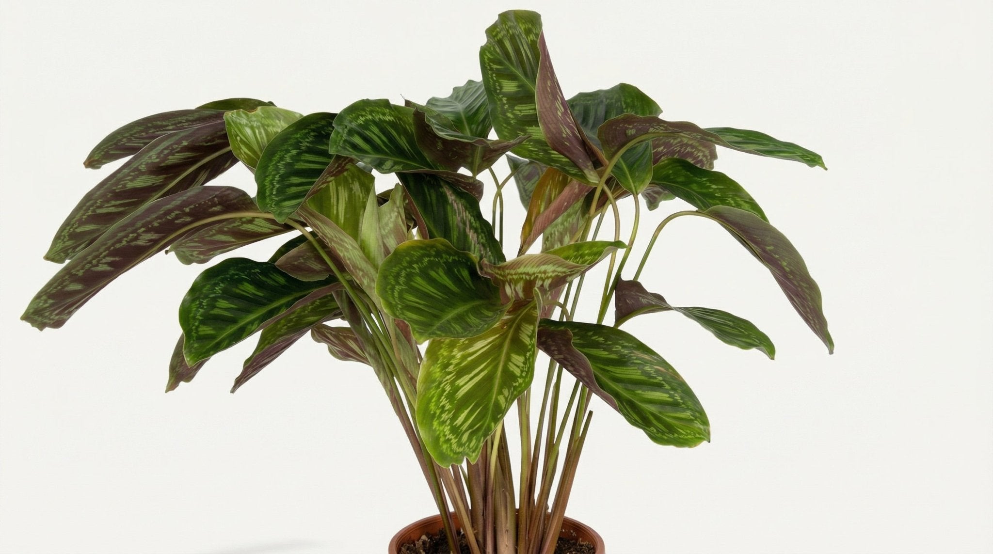 Calathea Flamestar Pauwenplant P 19 H 75 cm - 2780 - PlantenShop24