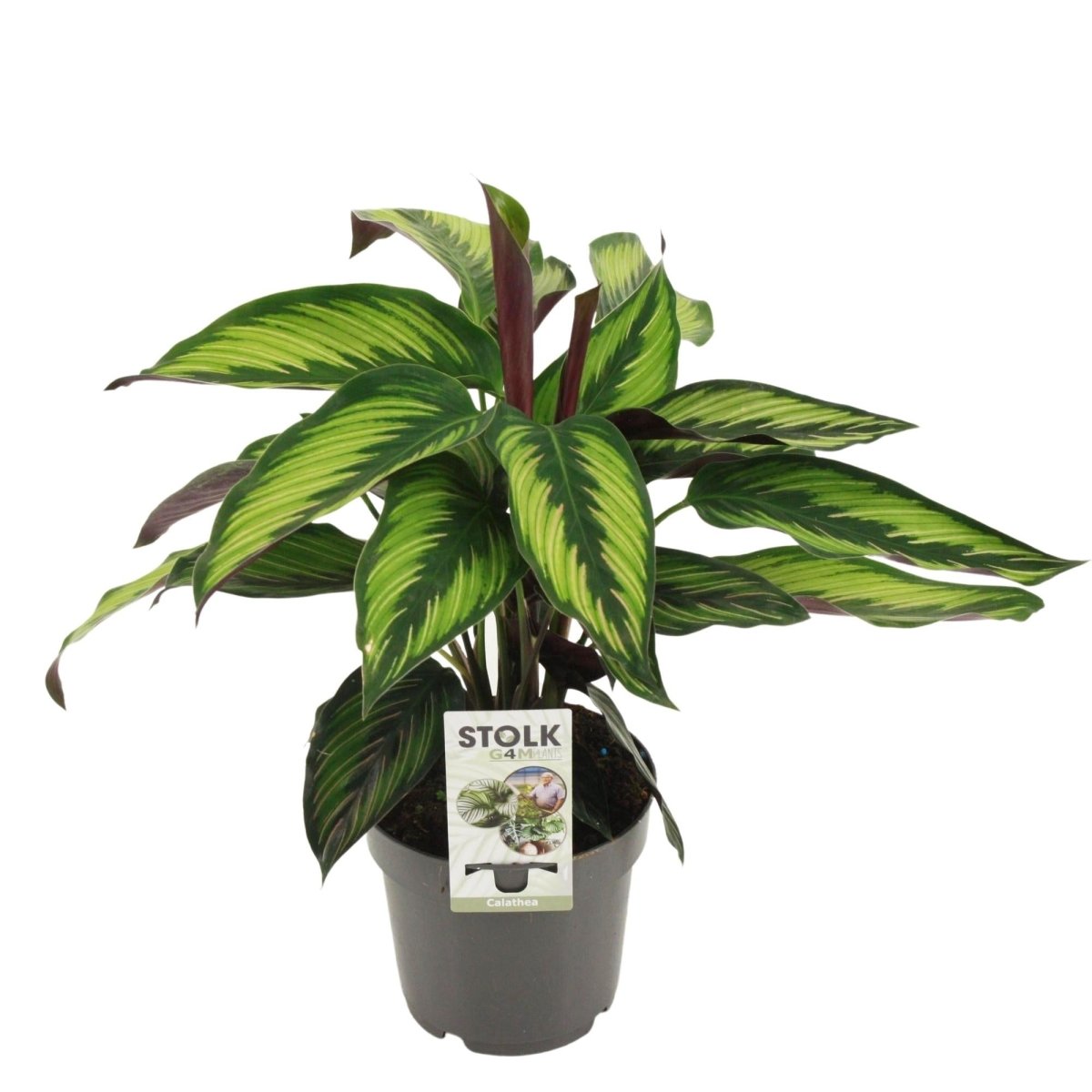Calathea Majestica Princeps P 14 H 45 cm - 28898 - PlantenShop24