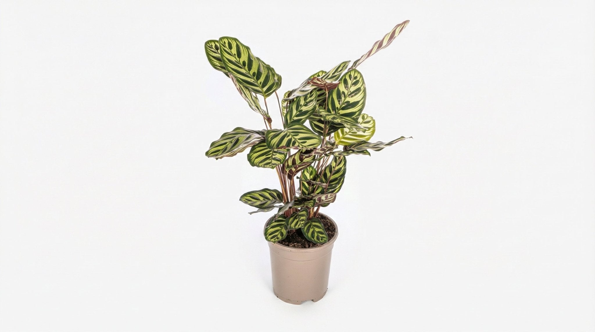 Calathea Makoyana P 17 H 40 tot 50 cm - 39713 - PlantenShop24