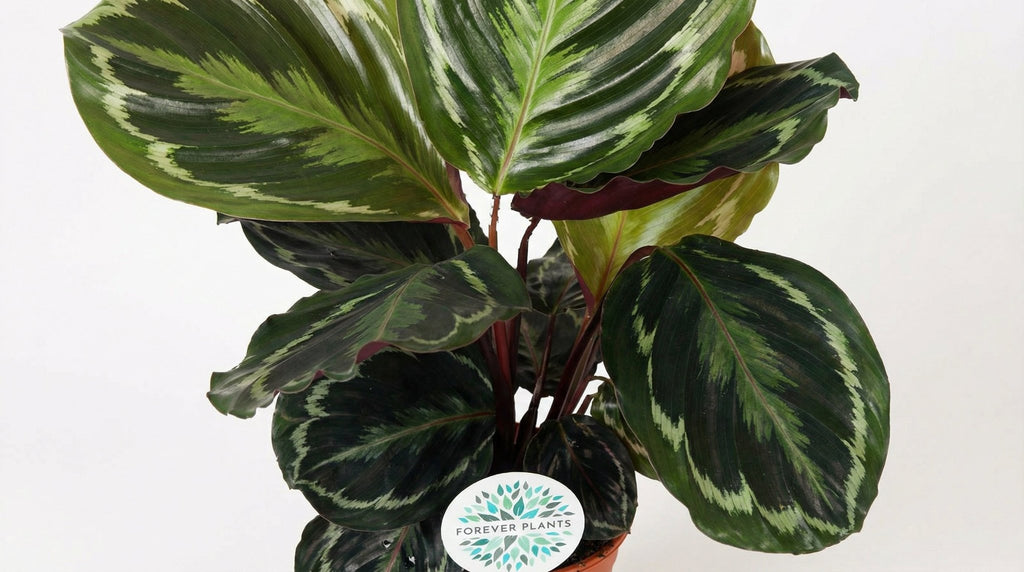 Calathea Medallion P 14 H 45 cm - 15767 - PlantenShop24