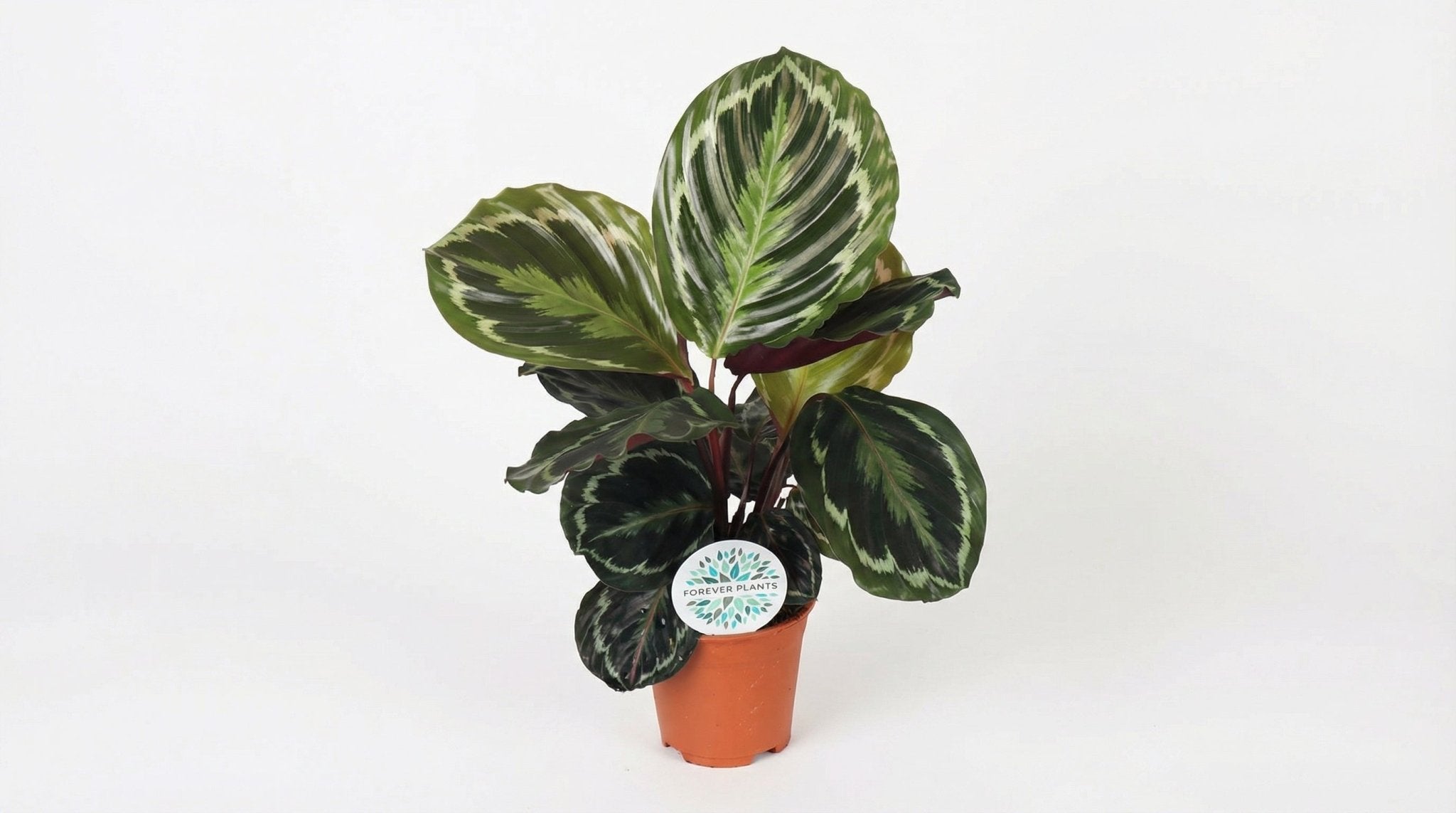 Calathea Medallion P 14 H 45 cm - 15767 - PlantenShop24
