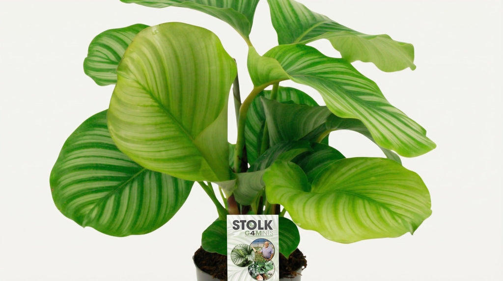 Calathea Orbifolia P 14 H 50 cm - 5066 - PlantenShop24