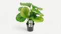 Calathea Orbifolia P 14 H 50 cm - 5066 - PlantenShop24