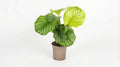 Calathea Orbifolia P 17 H 40 tot 50 cm - 39717 - PlantenShop24