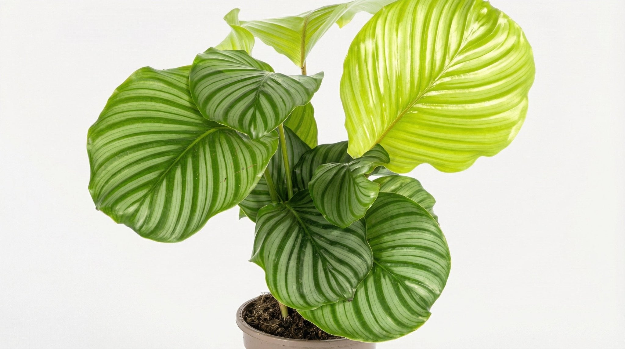 Calathea Orbifolia P 17 H 40 tot 50 cm - 39717 - PlantenShop24