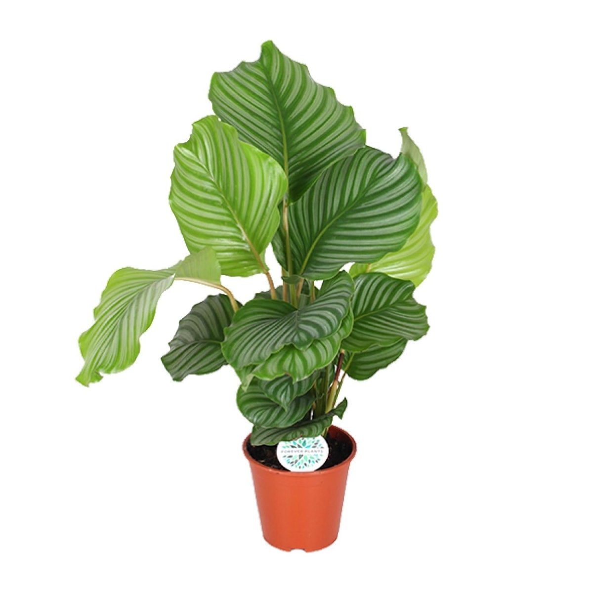 Calathea Orbifolia P 17 H 60 cm - 8428 - PlantenShop24