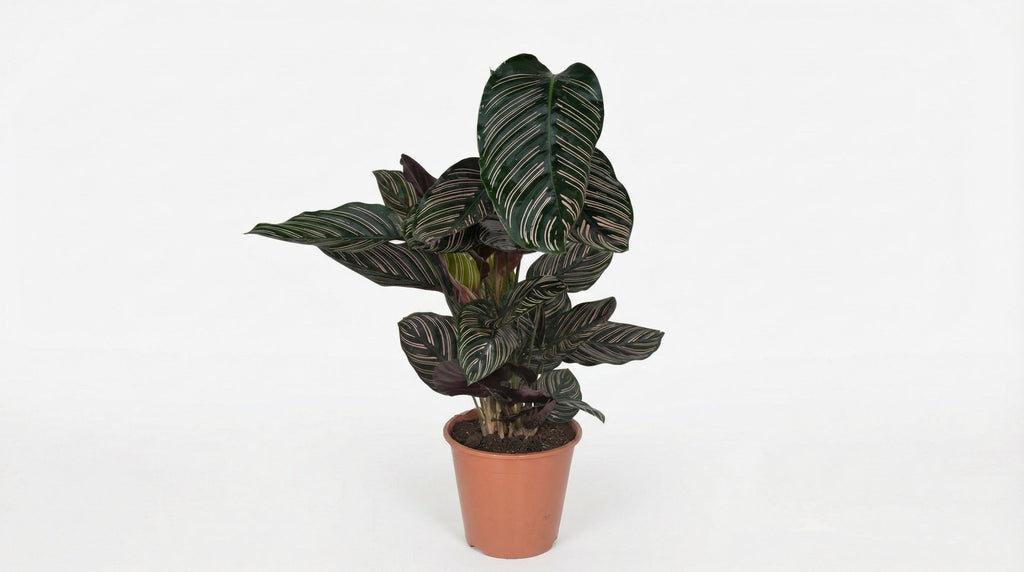 Calathea Ornata P 19 H 75 cm - 2784 - PlantenShop24