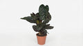 Calathea Ornata P 19 H 75 cm - 2784 - PlantenShop24