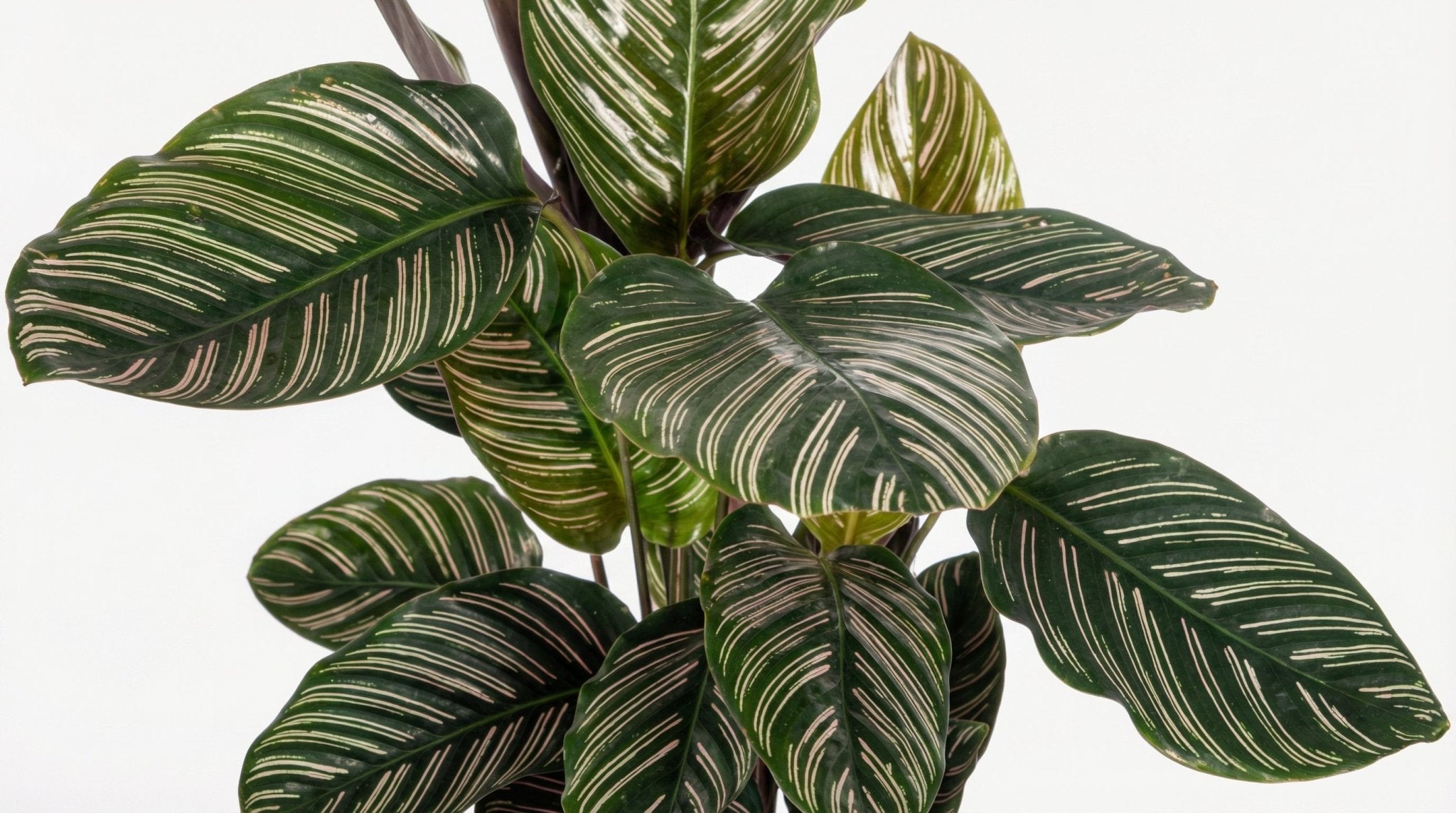 Calathea Ornata Sanderiana P 17 H 40 tot 50 cm - 39719 - PlantenShop24