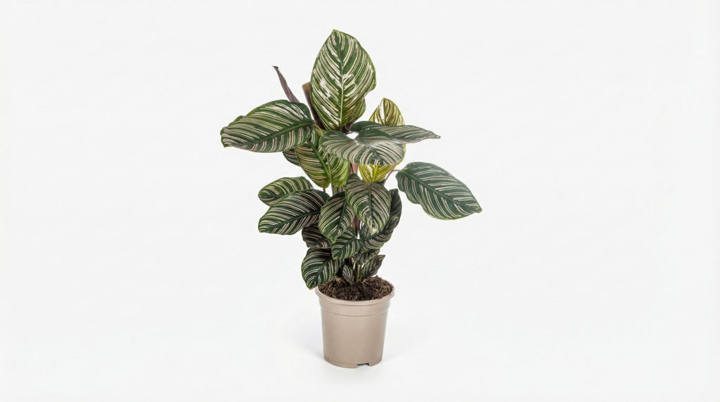 Calathea Ornata Sanderiana P 17 H 40 tot 50 cm - 39719 - PlantenShop24