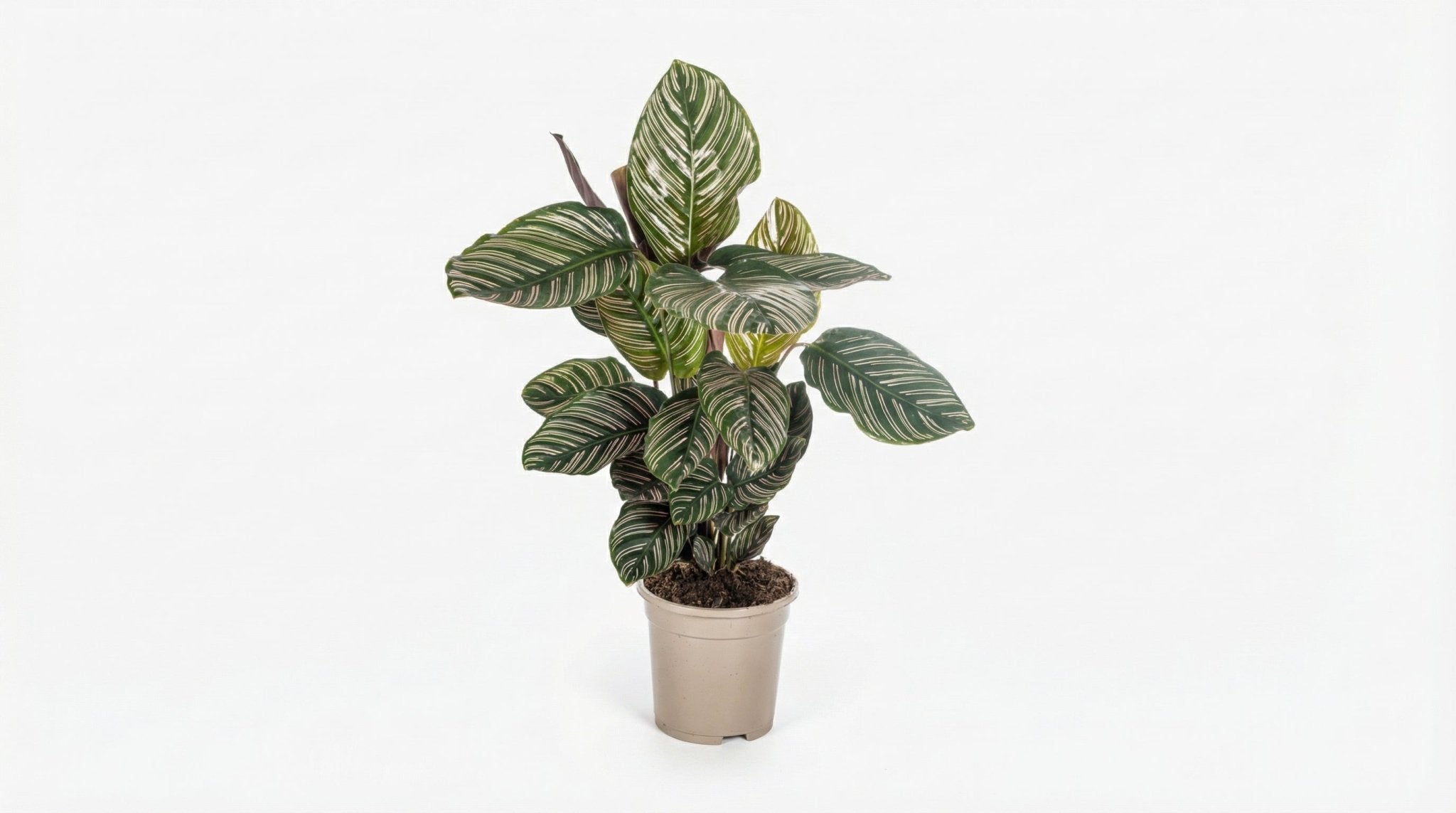Calathea Ornata Sanderiana P 17 H 40 tot 50 cm - 39719 - PlantenShop24