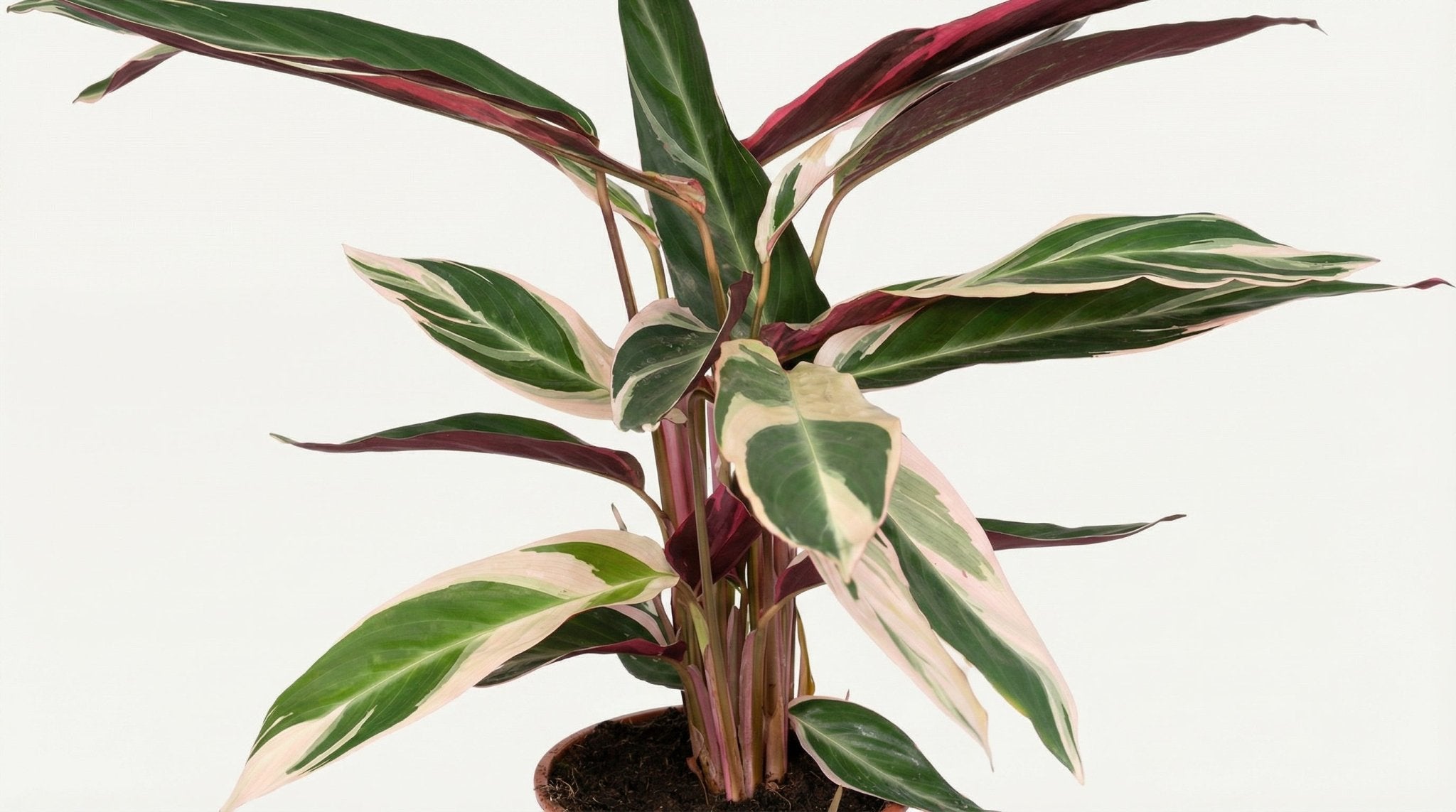Calathea Triostar Pauwenplant P 19 H 70 cm - 2786 - PlantenShop24