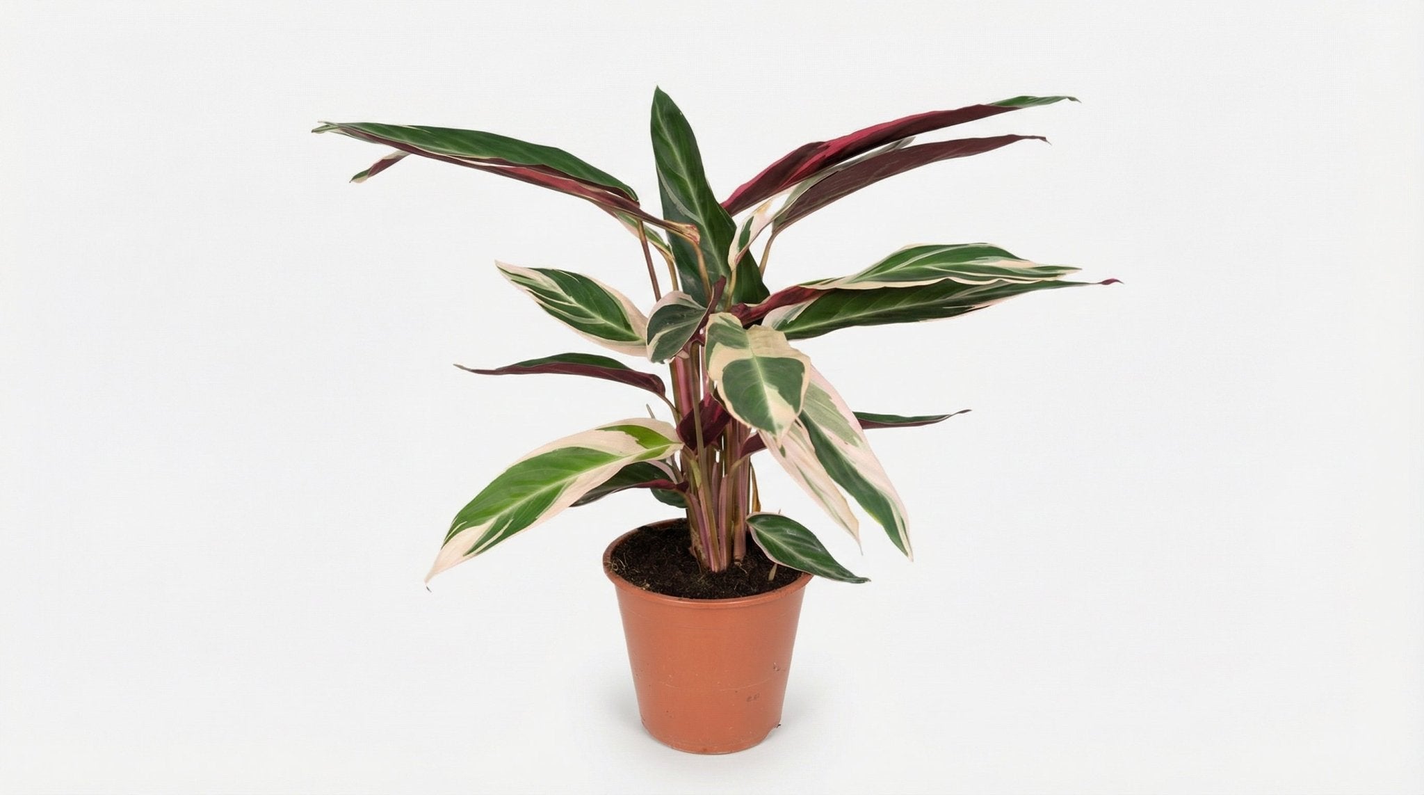 Calathea Triostar Pauwenplant P 19 H 70 cm - 2786 - PlantenShop24