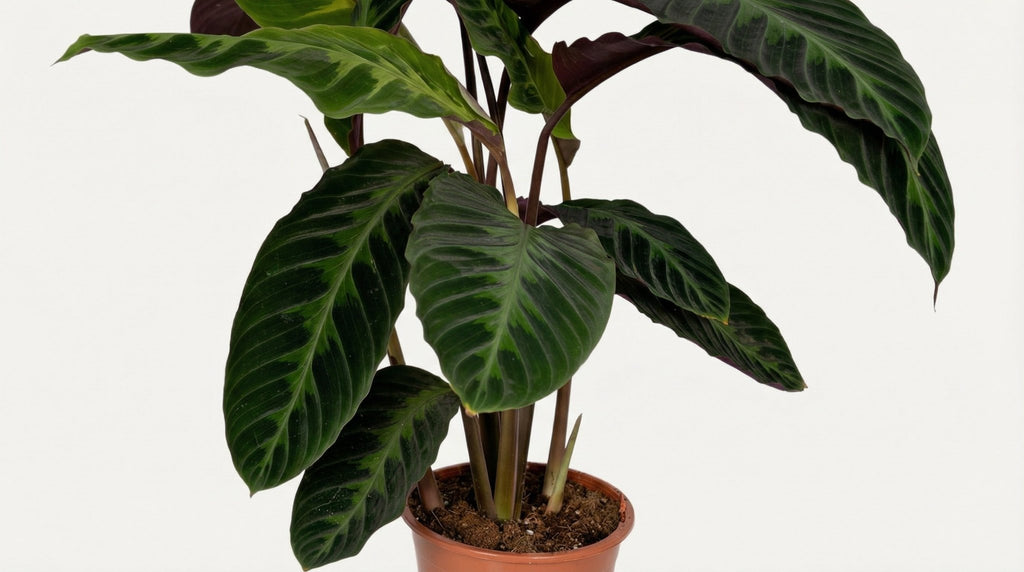 Calathea Warscewiczii Pauwenplant P 19 H 70 cm - 2831 - PlantenShop24
