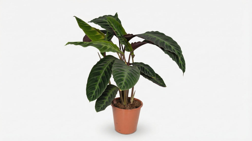 Calathea Warscewiczii Pauwenplant P 19 H 70 cm - 2831 - PlantenShop24