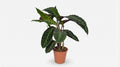 Calathea Warscewiczii Pauwenplant P 19 H 70 cm - 2831 - PlantenShop24