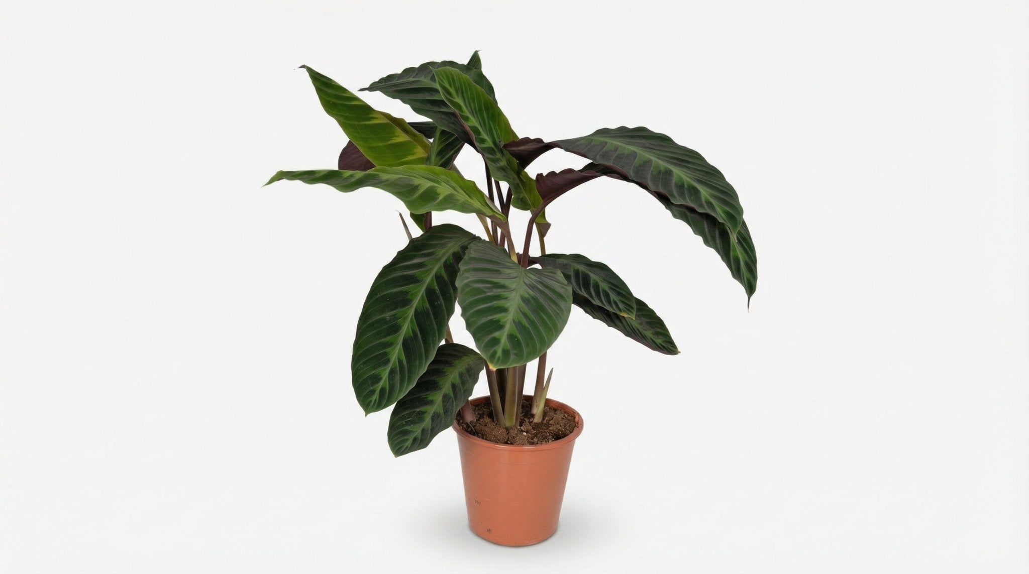Calathea Warscewiczii Pauwenplant P 19 H 70 cm - 2831 - PlantenShop24