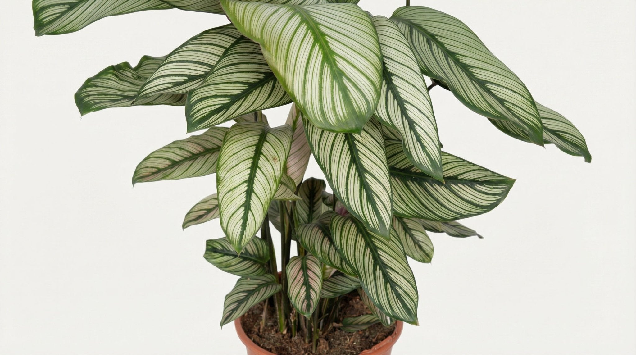 Calathea Whitestar Pauwenplant P 19 H 50 cm - 2788 - PlantenShop24