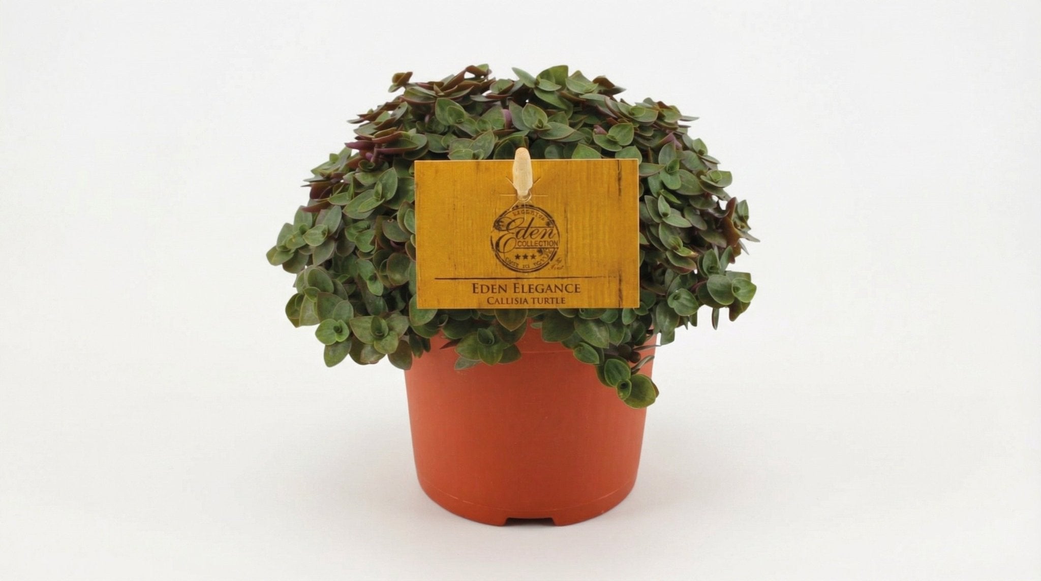 Callisia Turtle P 10,5 H 15 cm - 12810 - PlantenShop24