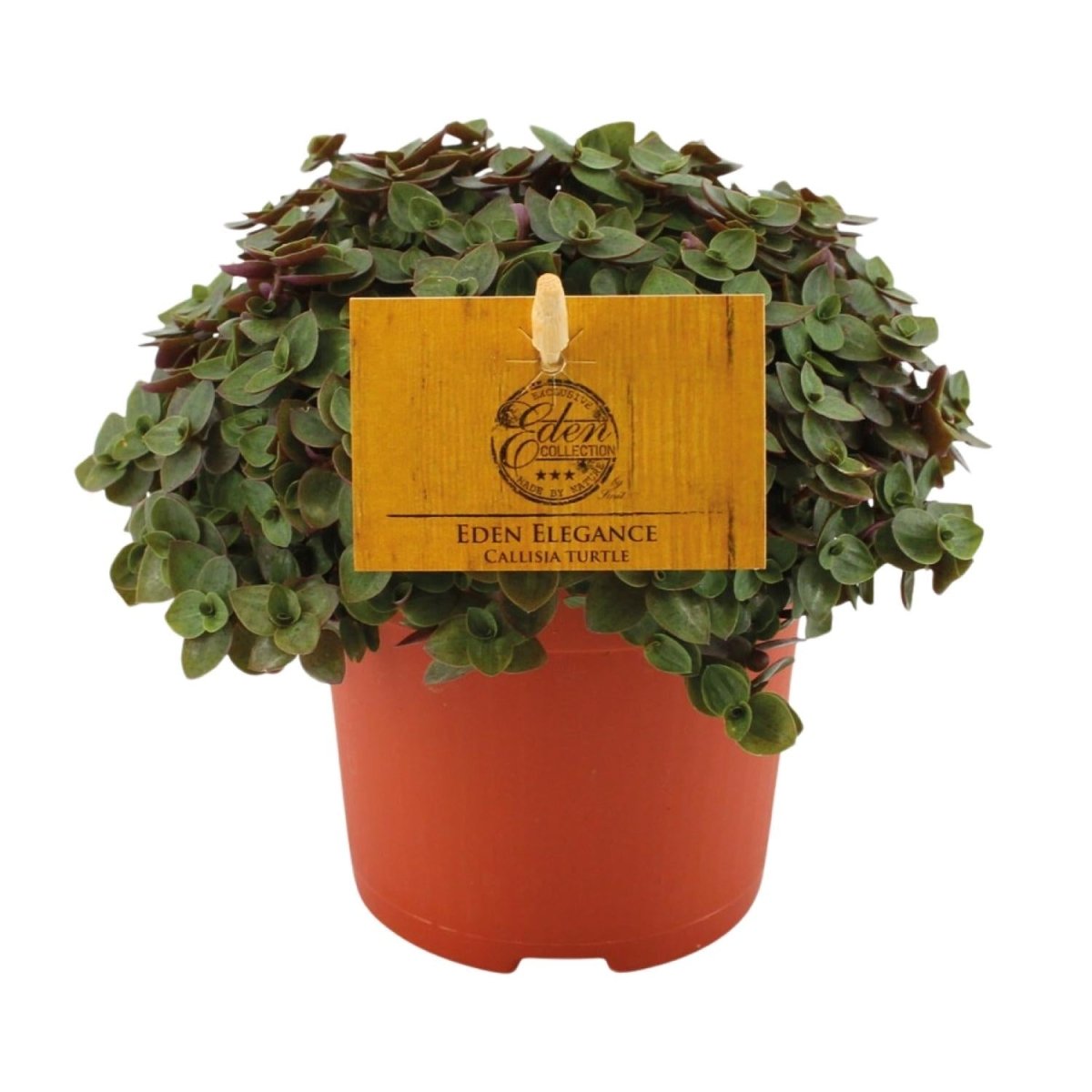 Callisia Turtle P 10,5 H 15 cm - 12810 - PlantenShop24