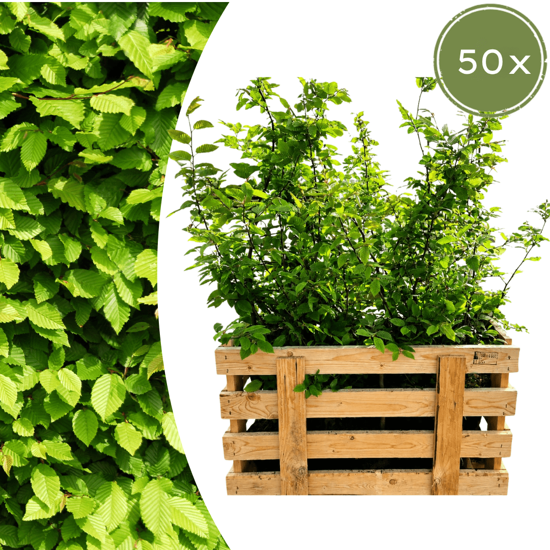 Carpinus Betulus (minipalletdeal 50 stuks) potmaat 19 cm hoogte 80 tot 100 cm - 59325 - PlantenShop24