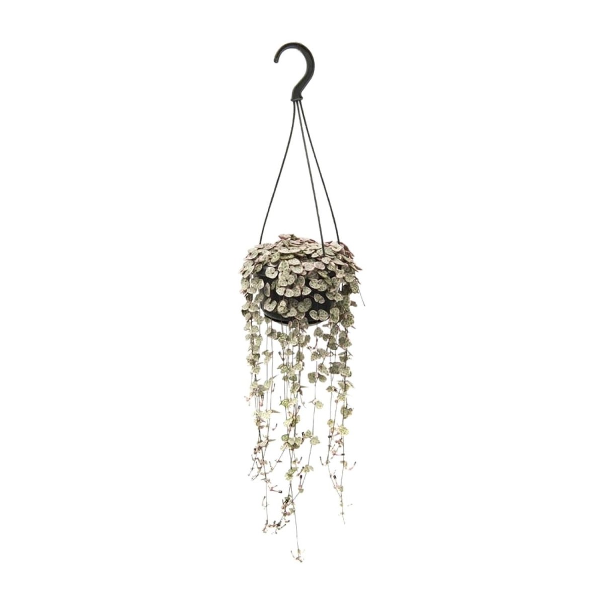 Ceropegia Linearis Subsp. Woodii Variegata P 14 H 38 cm - 18049 - PlantenShop24