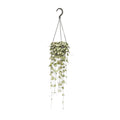 Ceropegia Woodii Hang P 14 H 50 cm - 8623 - PlantenShop24