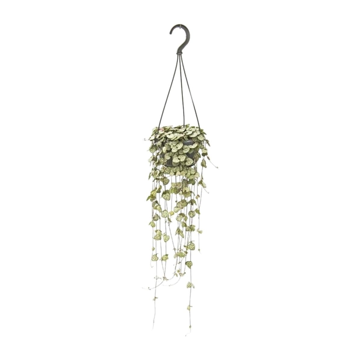 Ceropegia Woodii Hang P 14 H 50 cm - 8623 - PlantenShop24