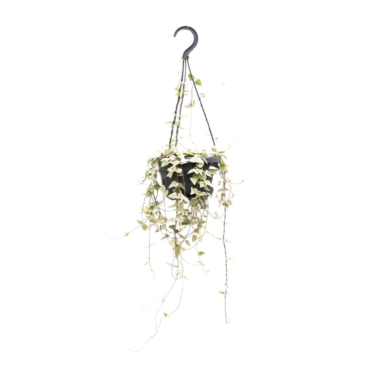 Ceropegia Woodii 'Merel' P 14 H 50 cm - 8621 - PlantenShop24