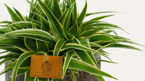 Chlorophytum Ocean (met pot) P 15 H 25 cm - 42193 - PlantenShop24