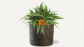 Chlorophytum Ocean (met pot) P 15 H 25 cm - 42193 - PlantenShop24