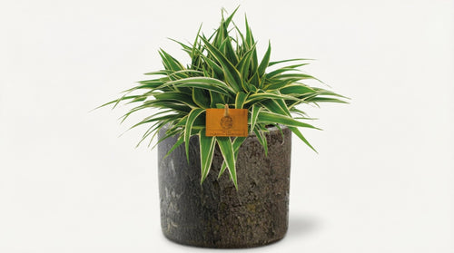Chlorophytum Ocean (met pot) P 15 H 25 cm - 42193 - PlantenShop24