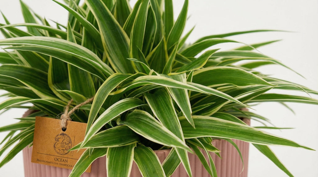 Chlorophytum Ocean (met pot) P 16 cm - 23240 - PlantenShop24