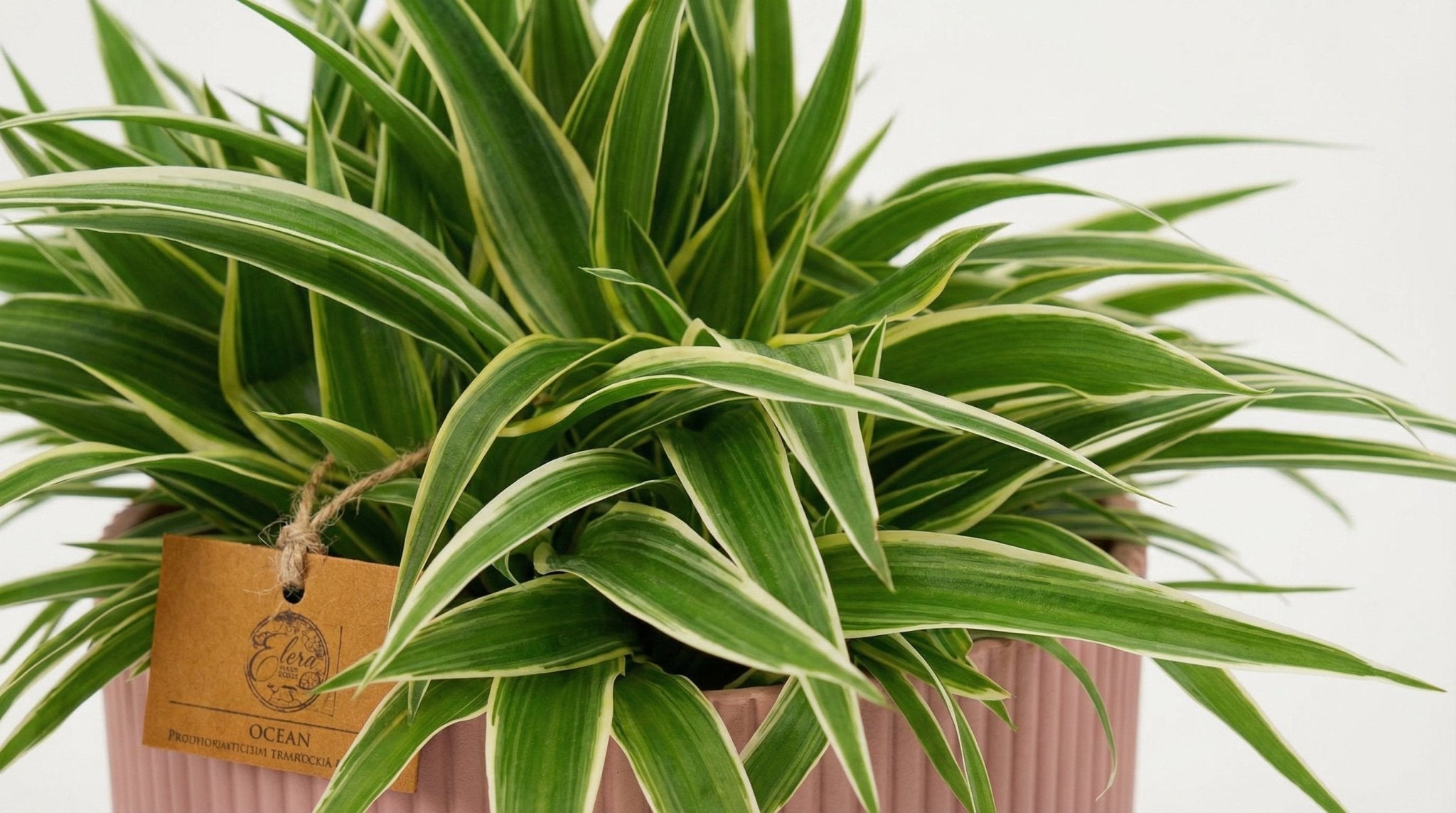 Chlorophytum Ocean (met pot) P 16 cm - 23240 - PlantenShop24