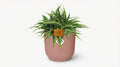 Chlorophytum Ocean (met pot) P 16 cm - 23240 - PlantenShop24