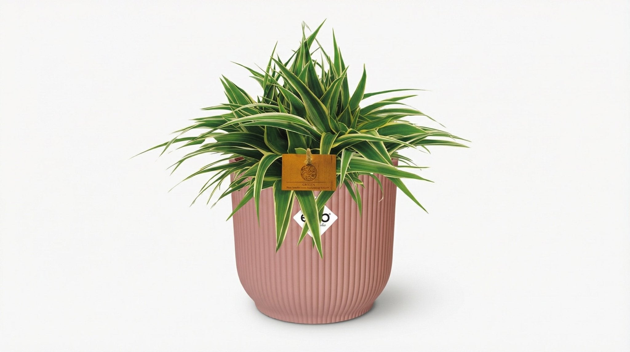 Chlorophytum Ocean (met pot) P 16 cm - 23240 - PlantenShop24