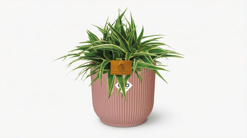 Chlorophytum Ocean (met pot) P 16 cm - 23240 - PlantenShop24