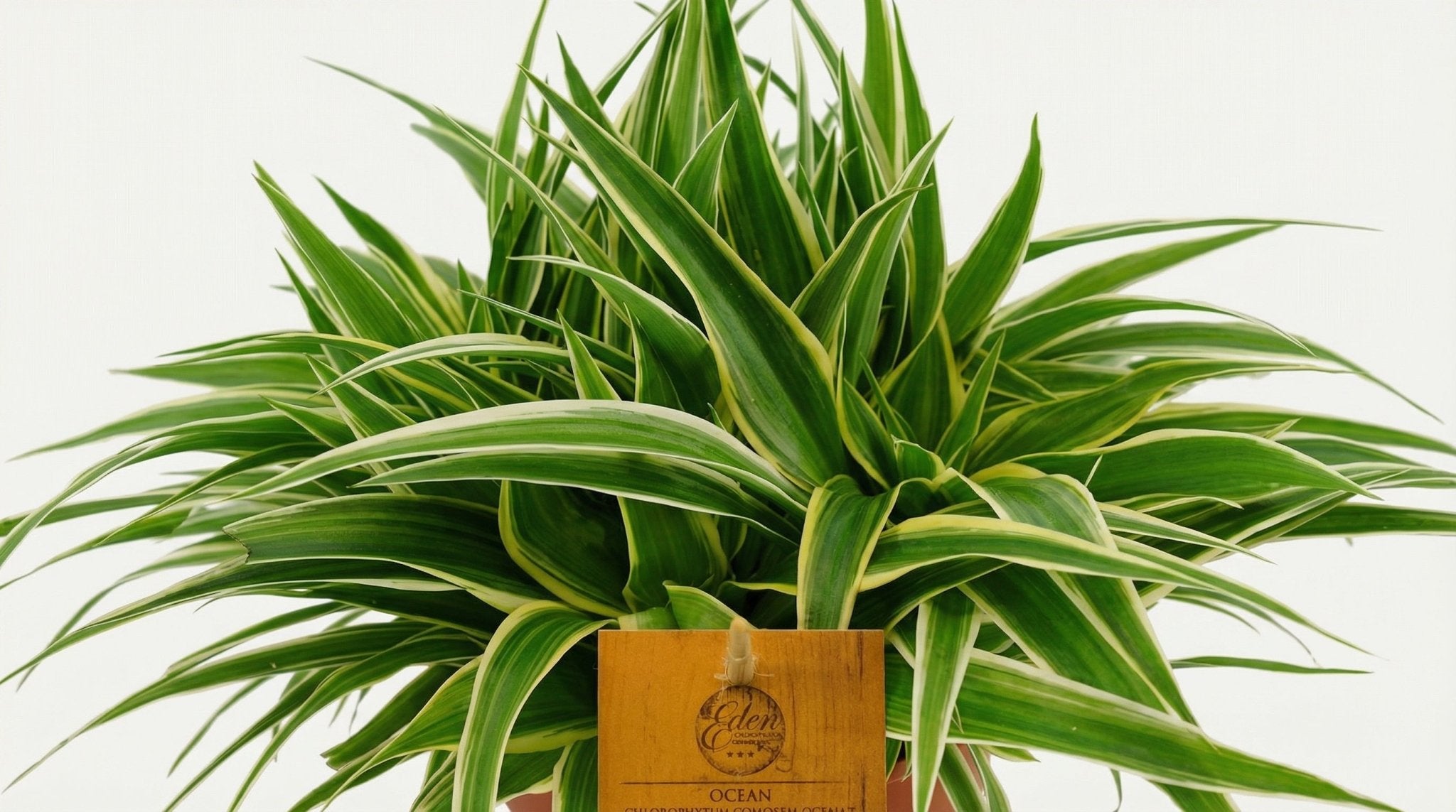 Chlorophytum Ocean P 15 H 25 cm - 12960 - PlantenShop24