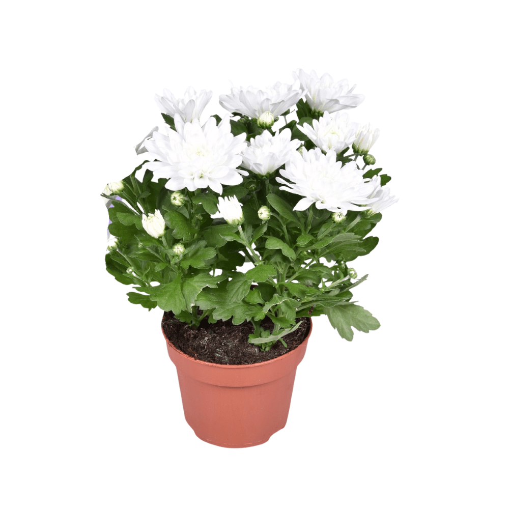 Chrysanthemum Brave P 12 H 26 cm - 30242 - PlantenShop24