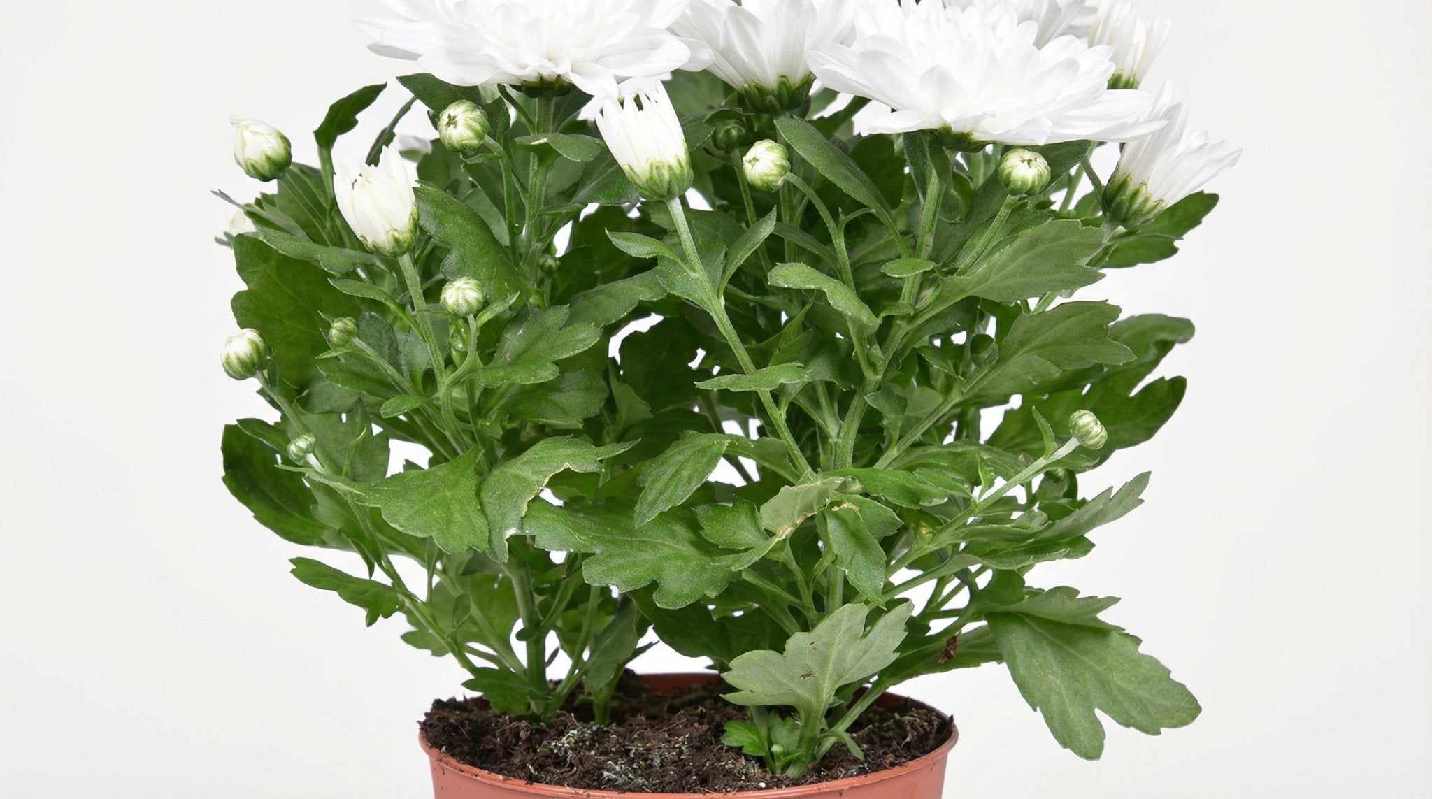 Chrysanthemum Brave P 12 H 26 cm - 30242 - PlantenShop24