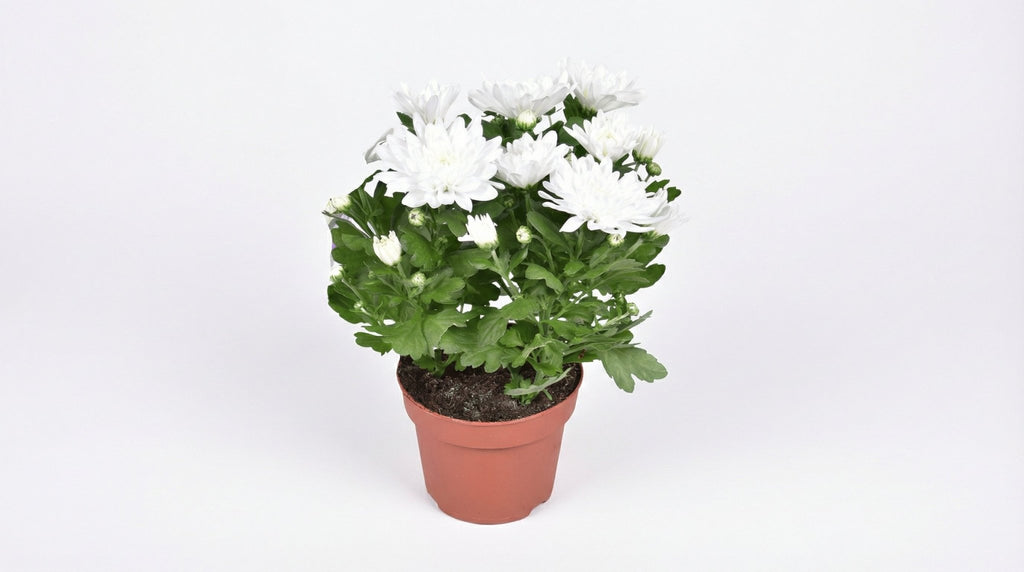 Chrysanthemum Brave P 12 H 26 cm - 30242 - PlantenShop24