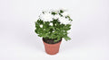 Chrysanthemum Brave P 12 H 26 cm - 30242 - PlantenShop24