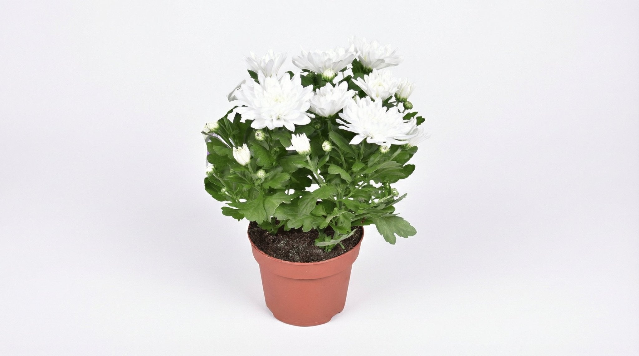 Chrysanthemum Brave P 12 H 26 cm - 30242 - PlantenShop24