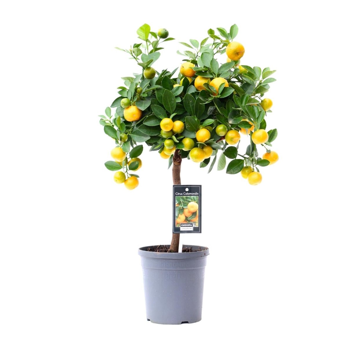 Citrus Calamondin P 15 H 45 cm - 18178 - PlantenShop24