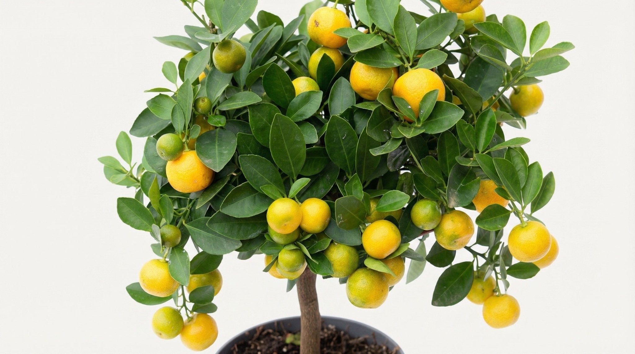 Citrus Calamondin P 15 H 45 cm - 18178 - PlantenShop24