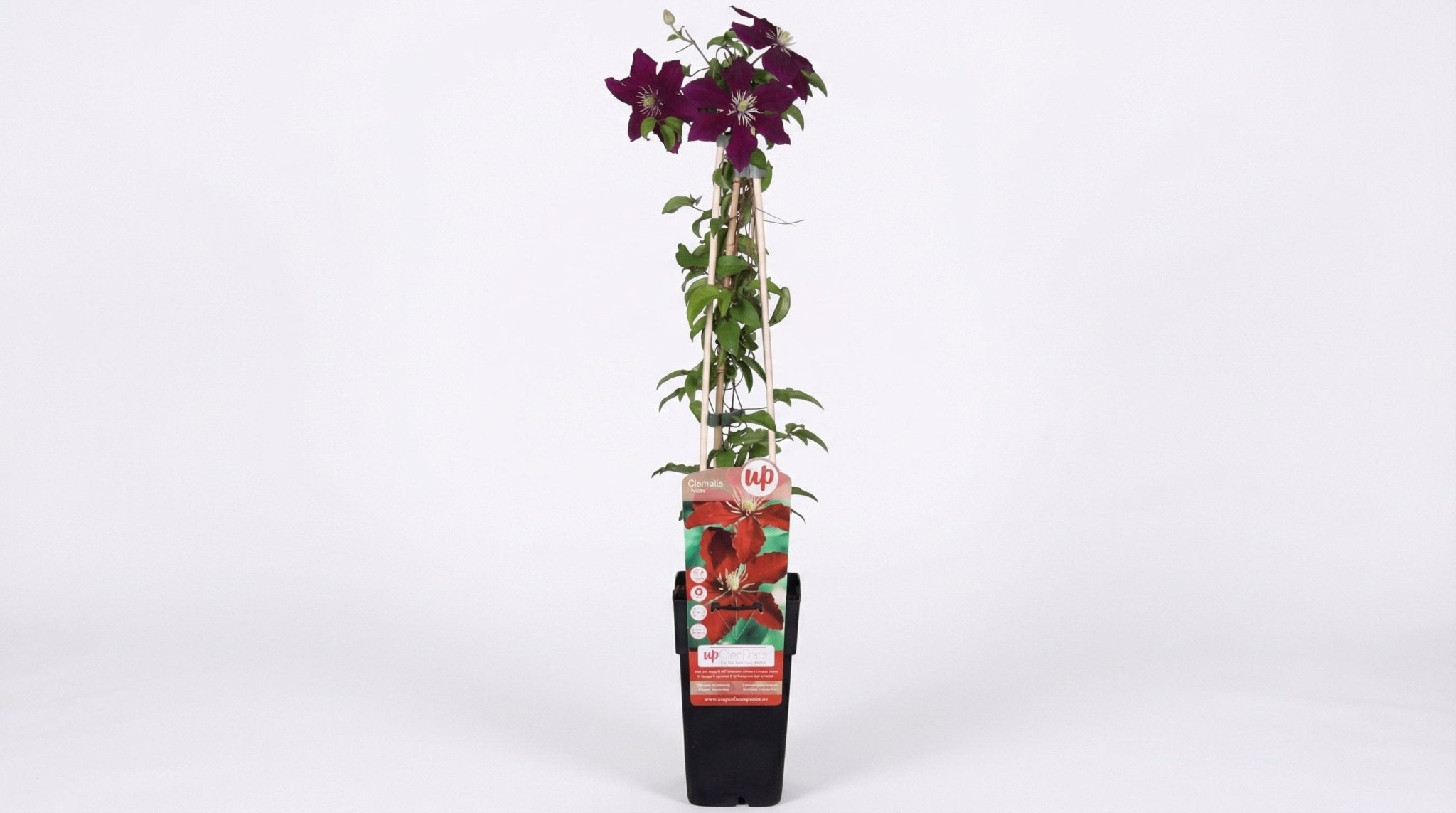 Clematis Niobe P 15 H 65 cm - 6570 - PlantenShop24