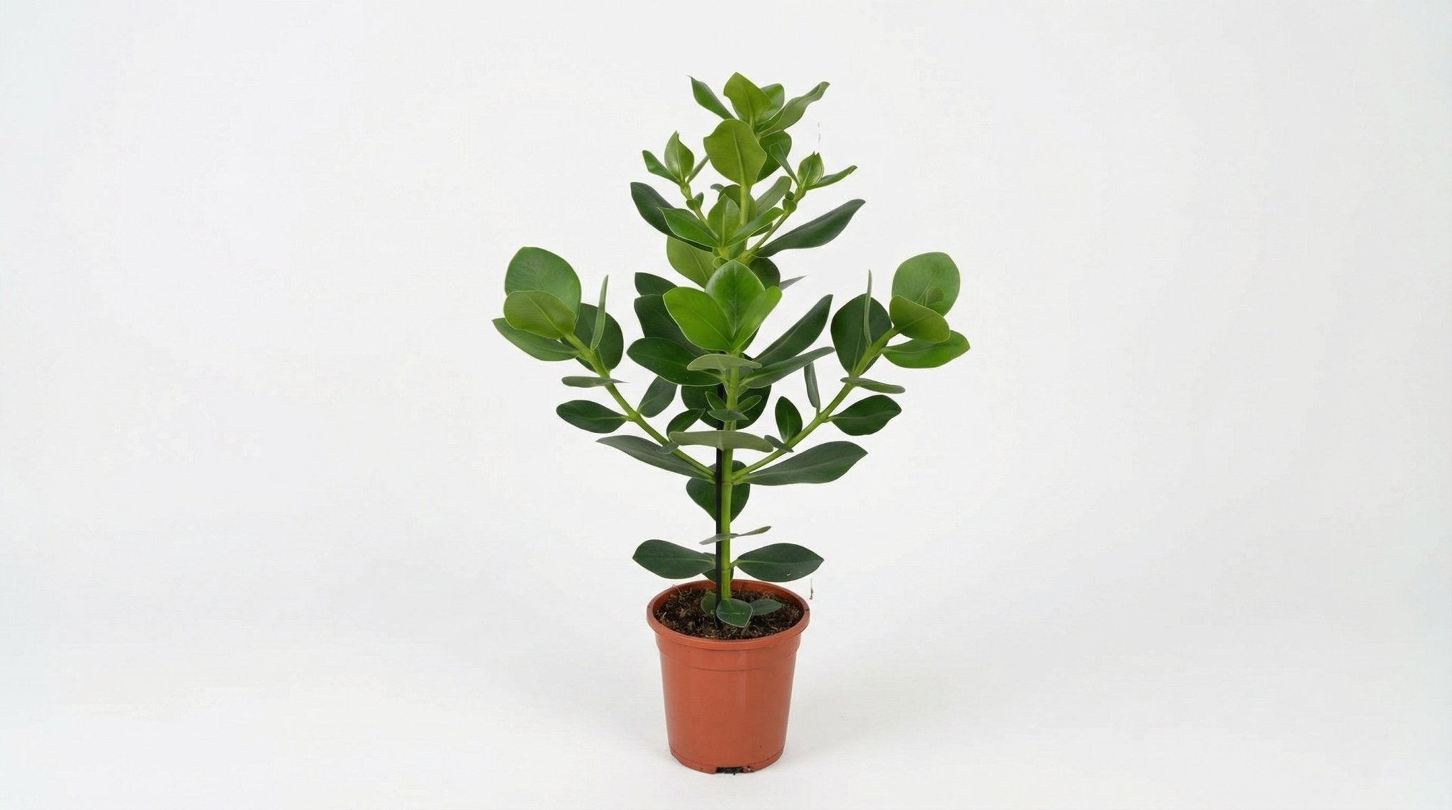 Clusia Rosea 'Princess' P 17 H 60 cm - 5243 - PlantenShop24