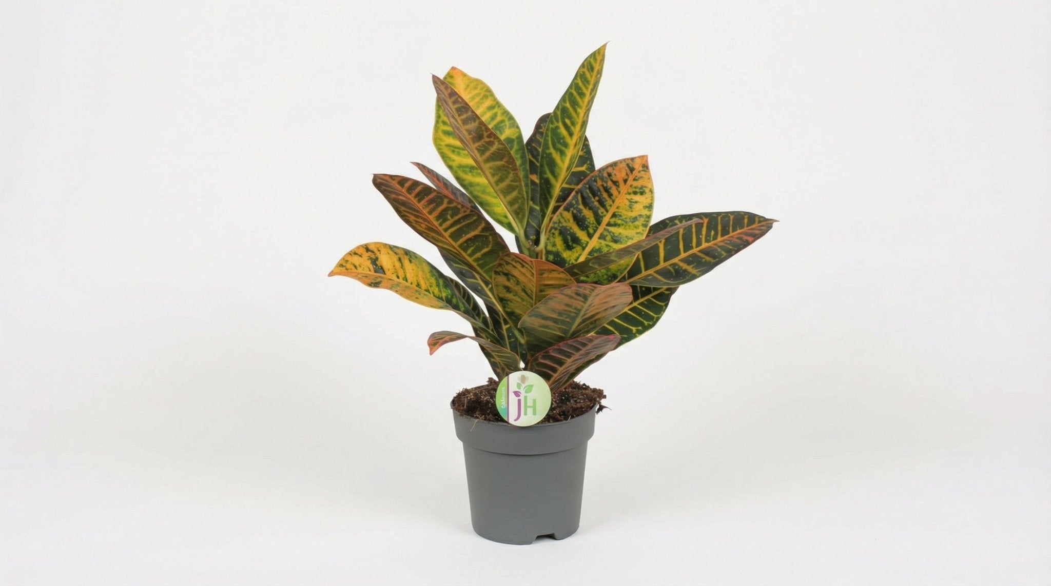 Codiaeum Petra Croton P 17 H 45 cm - 2844 - PlantenShop24