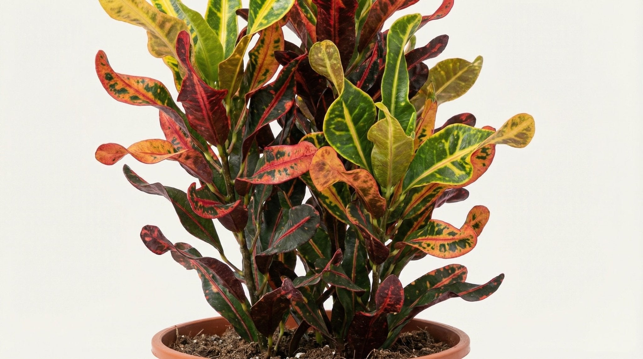 Codiaeum Variegatum 'Mammi' P 27 H 100 cm - 10159 - PlantenShop24